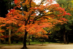 紅葉谷公園3