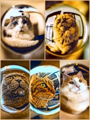 CAT BALL