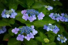 紫陽花段々