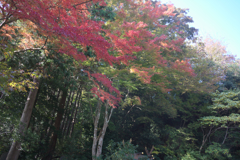 紅葉　15