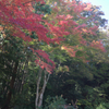 紅葉　15