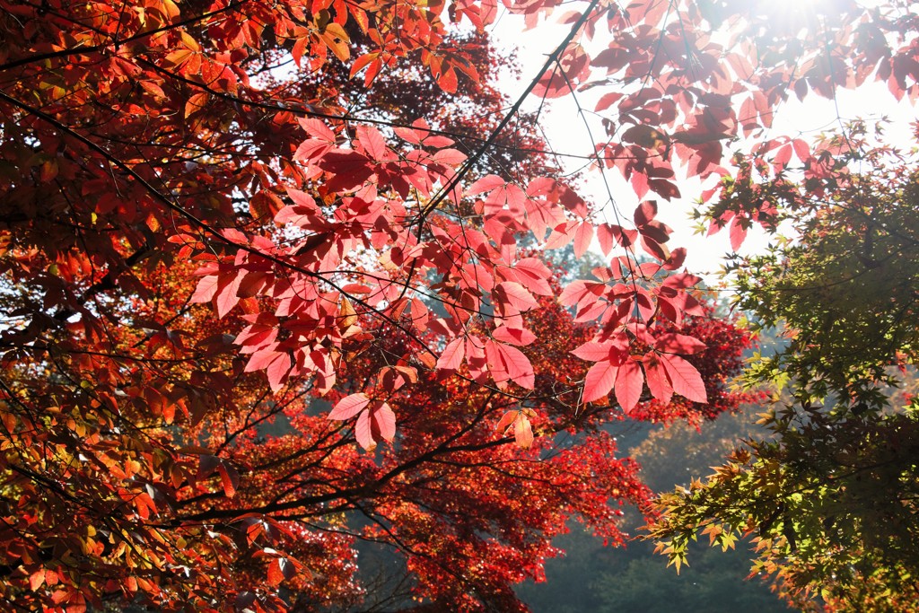 高尾山　紅葉　6