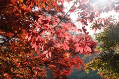 高尾山　紅葉　6