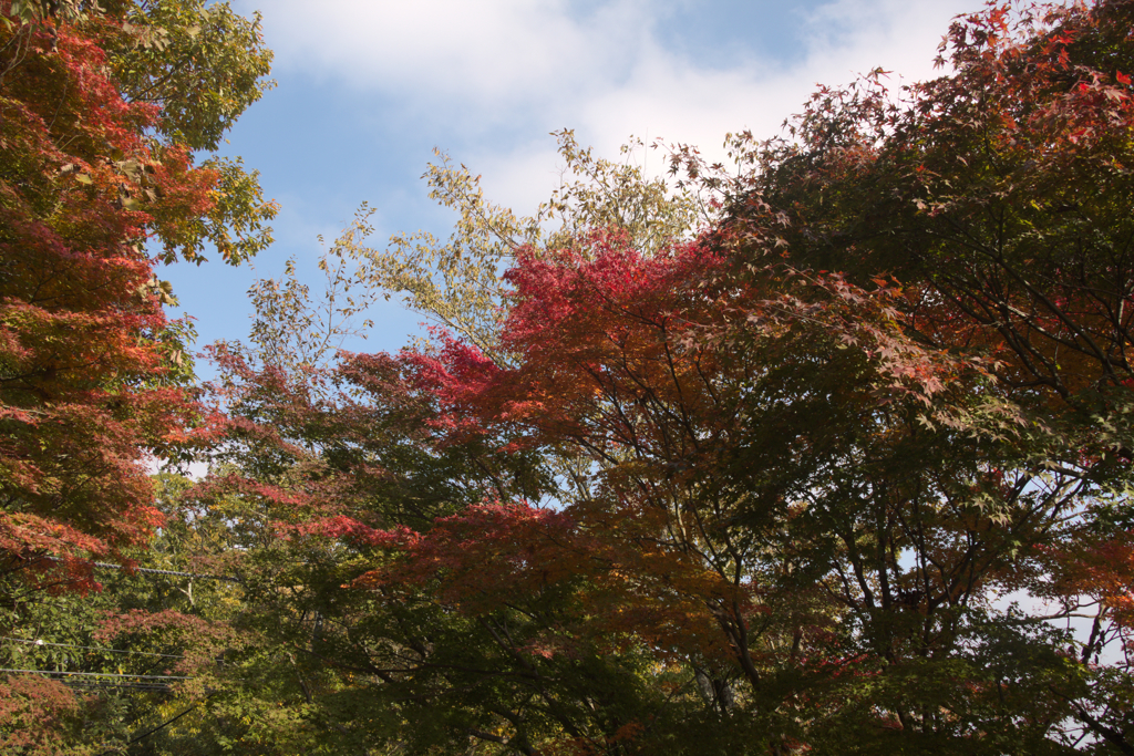 紅葉　16