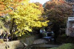 高尾山　紅葉　3