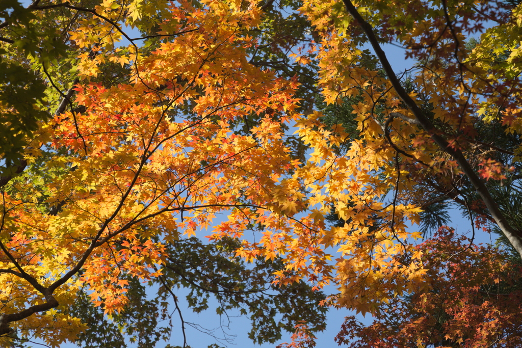 紅葉　9