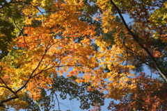 紅葉　9