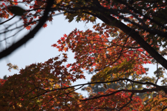 紅葉　14