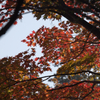 紅葉　14