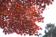 紅葉　13