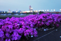 芝桜 夜