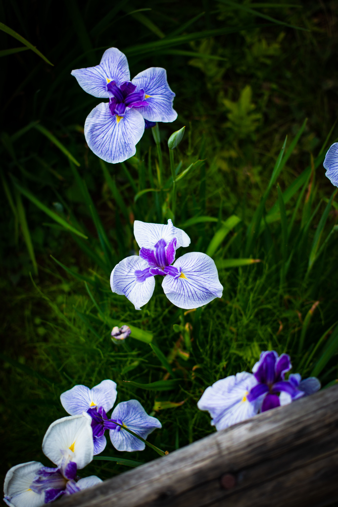 華菖蒲