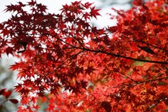 高尾山　紅葉　2
