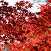 高尾山　紅葉　2