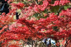 高尾山　紅葉　1