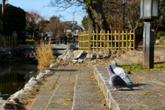 のんびり鳩さん