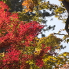 紅葉　10