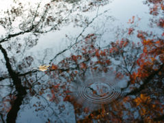 Autumn one scene