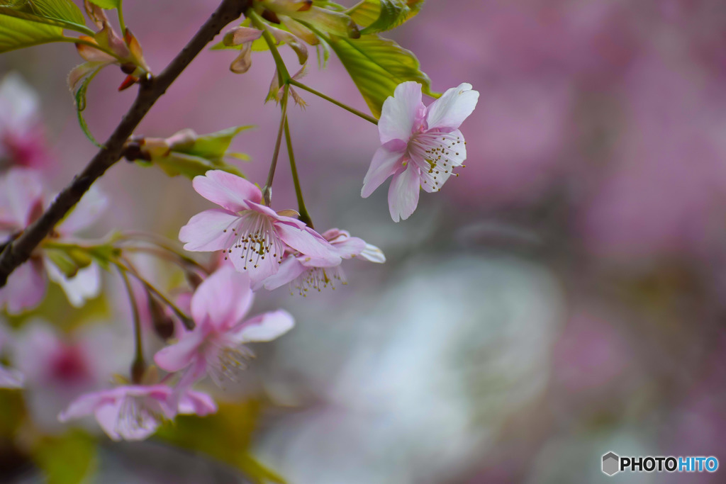 桜 (4)