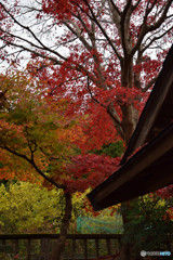 東郷公園(26)