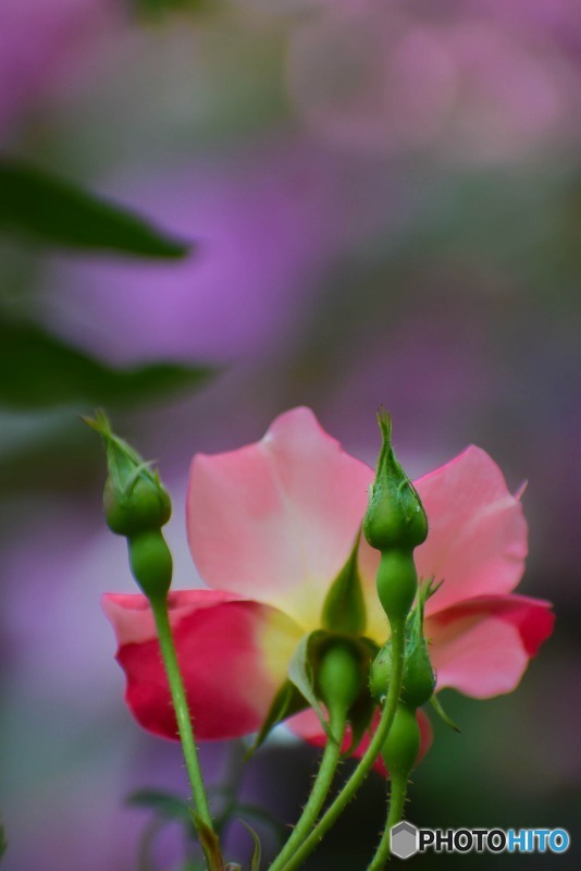 s-DSC_0059_2276