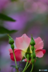 s-DSC_0059_2276