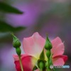 s-DSC_0059_2276