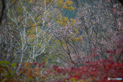 DSC_0039_797