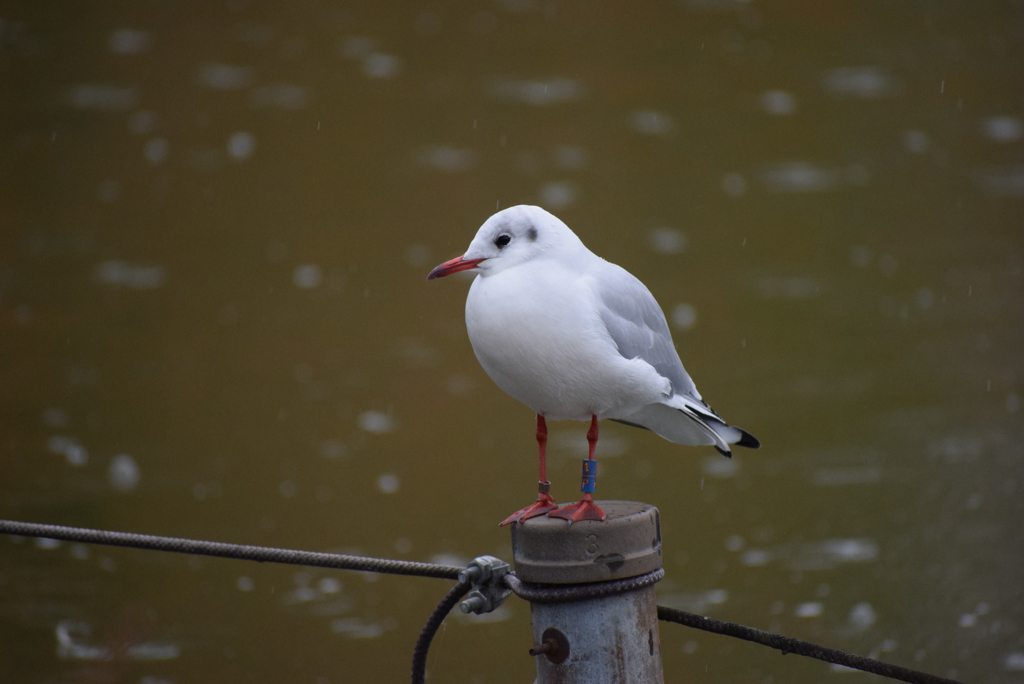 DSC_0807