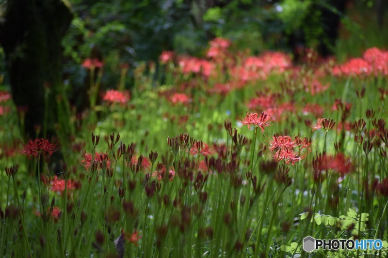 s-DSC_0012_8985