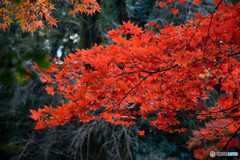 紅葉 (5)
