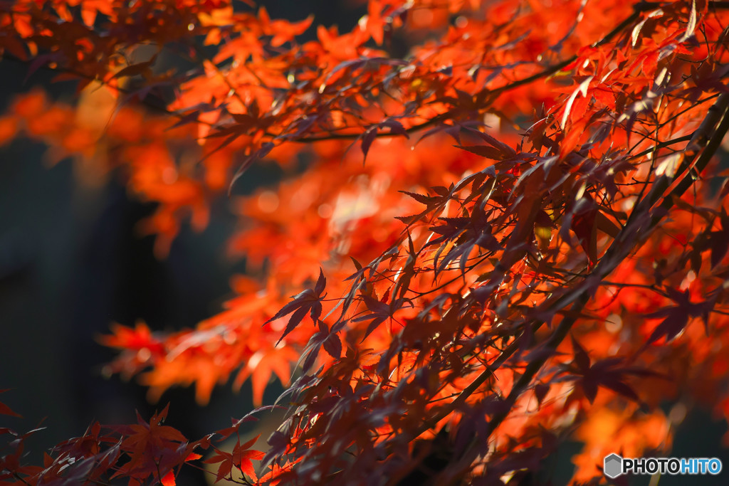 紅葉 (10)