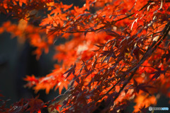 紅葉 (10)