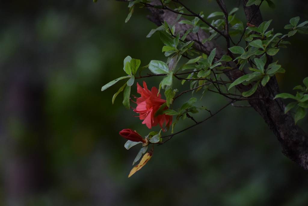 DSC_0038