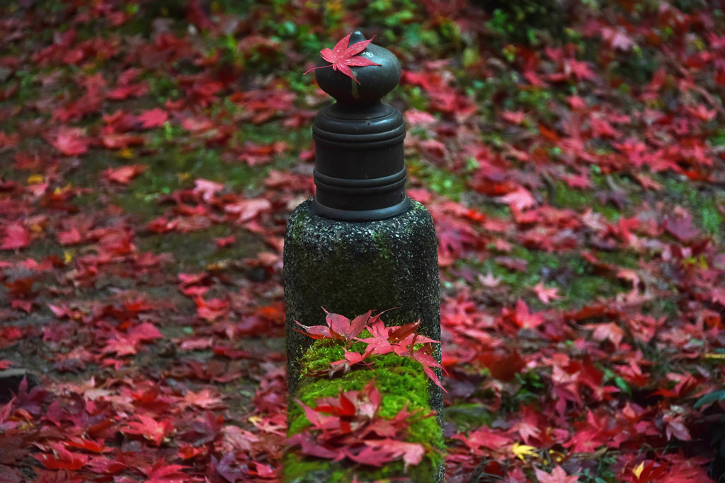東郷公園 (5)