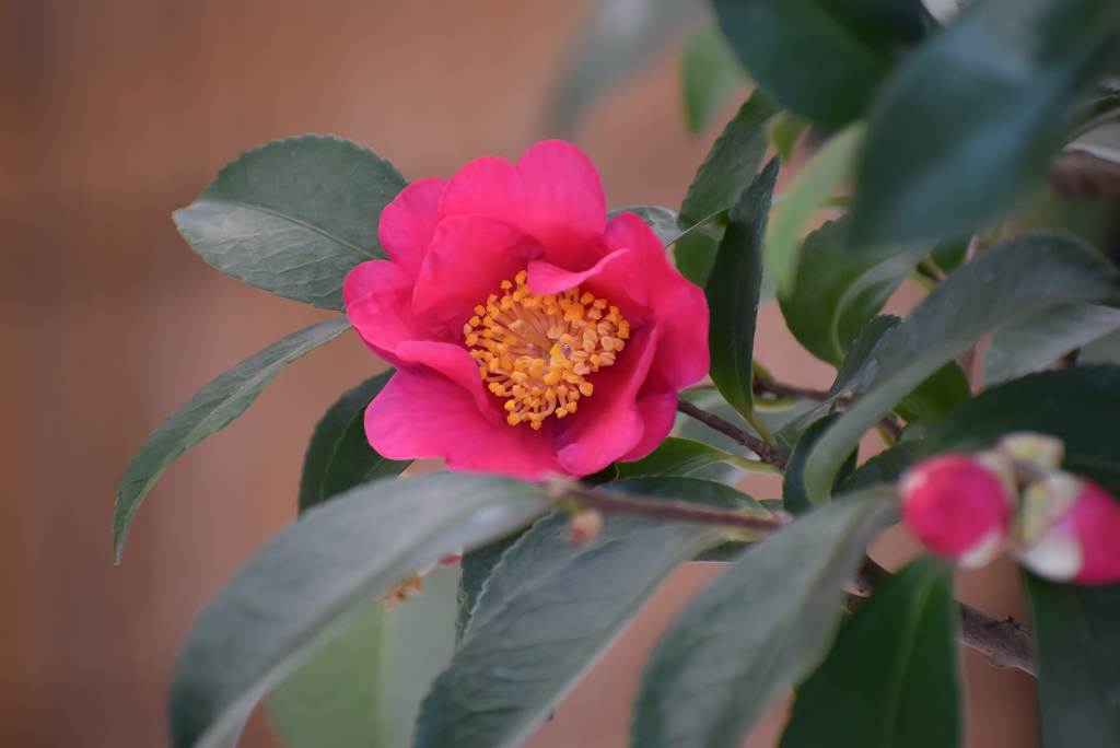 山茶花