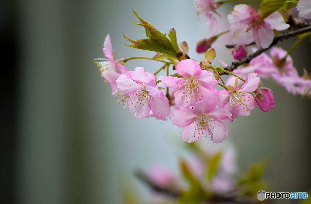 桜 (5)