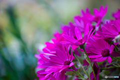 花 (4)
