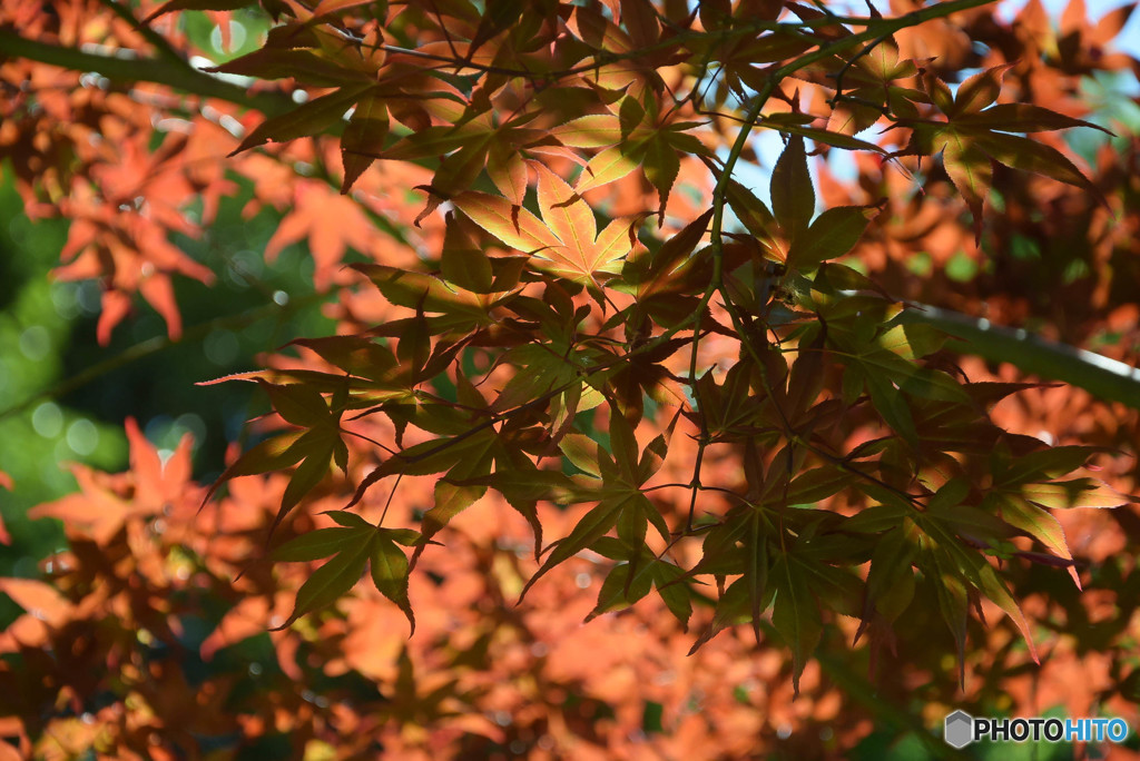 DSC_0002_2368
