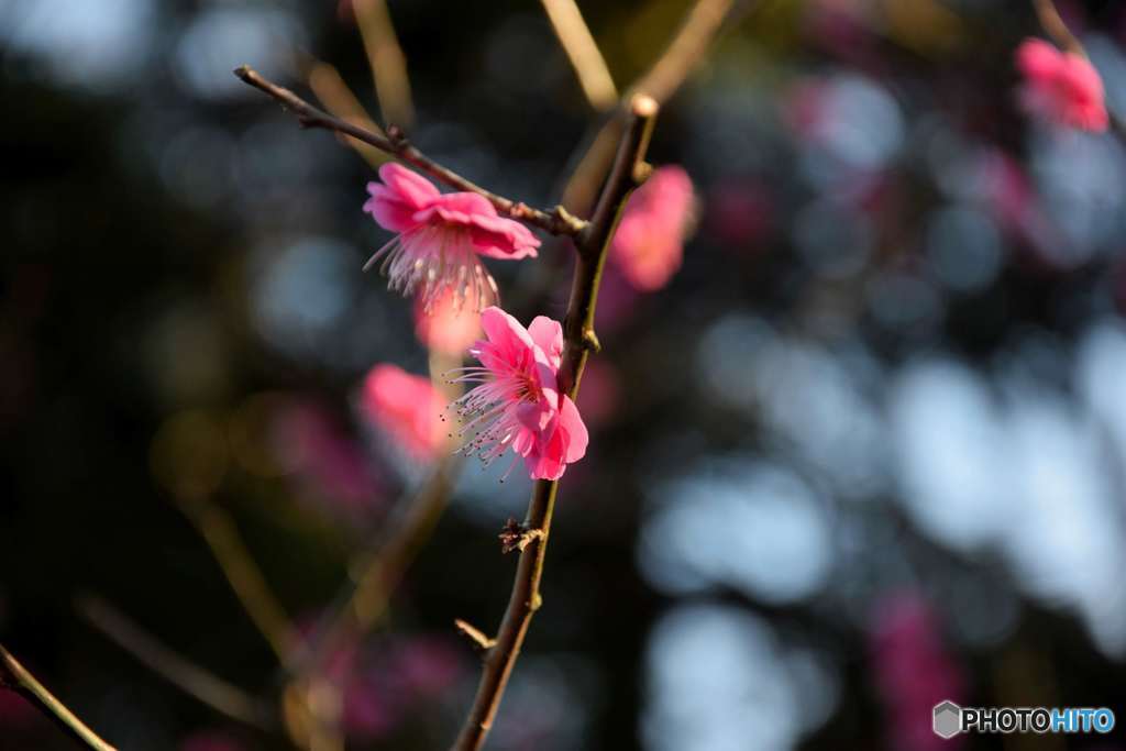 紅梅