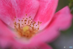 s-DSC_0070_2281