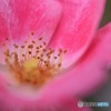 s-DSC_0070_2281