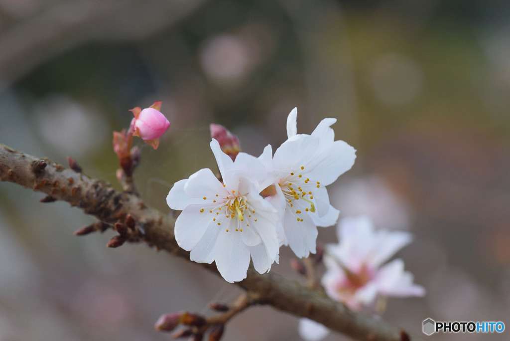 DSC_0192_910