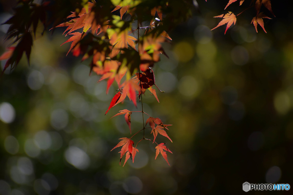 DSC_0137_981