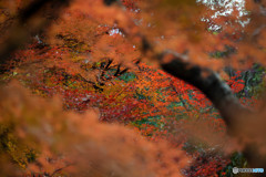 紅葉 (3)