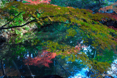 紅葉 (7)
