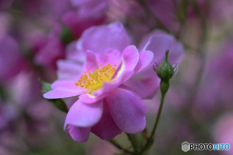 s-DSC_0080_2286