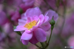 s-DSC_0080_2286
