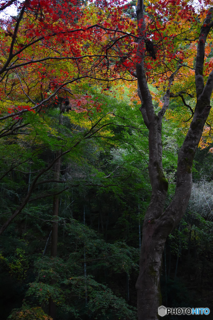 東郷公園 (7)