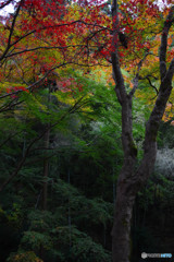 東郷公園 (7)